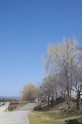 賀茂川の柳（2011年2月26日撮影）