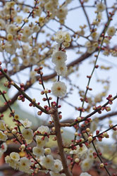 京都市,上京区,北野天満宮の梅（2012年3月3日撮影）